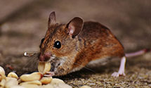 24 Hour & Emergency Exterminators in Green Forest, AR